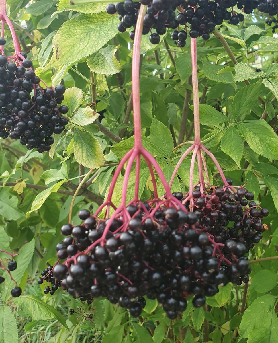 elderberries-elderglen