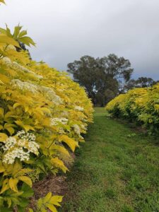 elderberry-aurea-orchard-elderglen