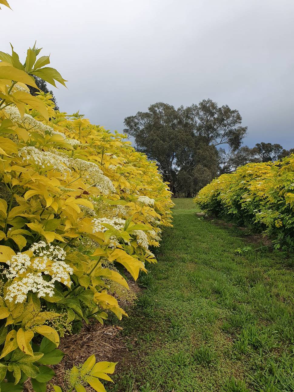elderberry-aurea-orchard-elderglen