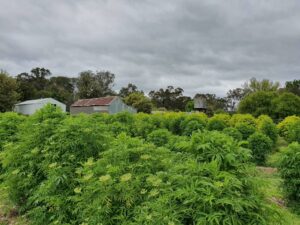 elderberry-orchard-elderglen