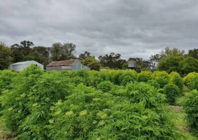 elderberry-orchard-elderglen