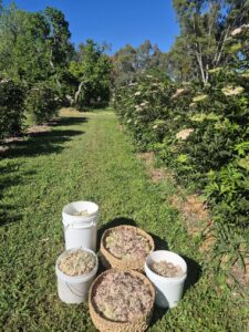 elderflower-harvest-elderg