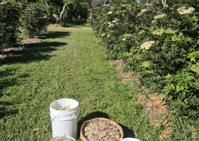 elderflower-harvest-elderg