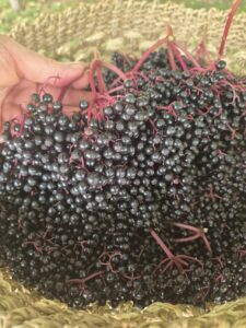 elderglen-elderberry-harvest