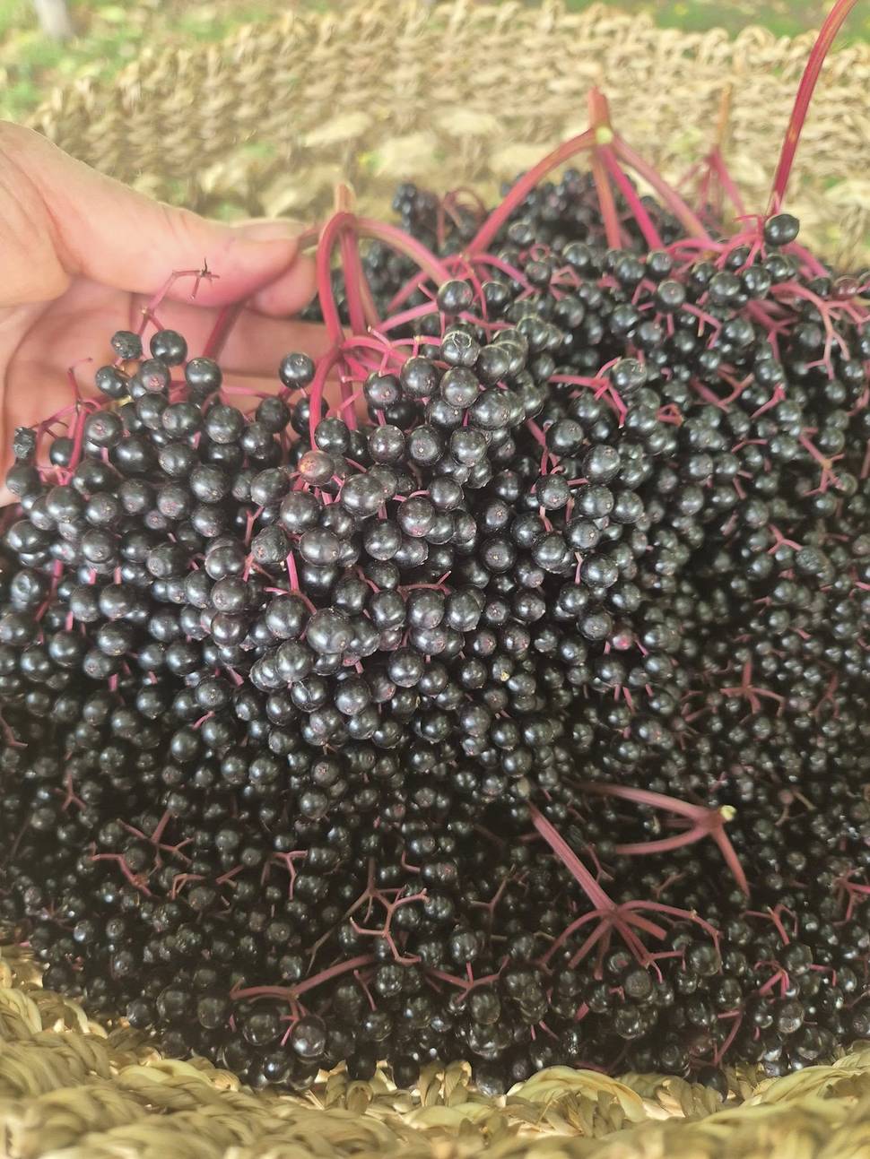 elderglen-elderberry-harvest